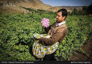 La cueillette des roses à Qamsar